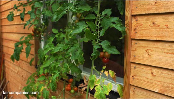 greenhouse_10_sm