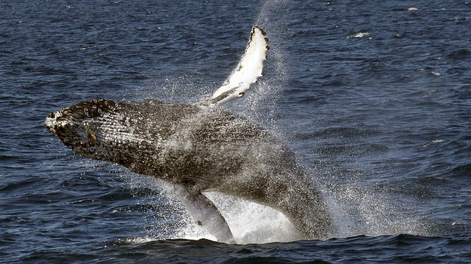 humpback_wide-ef9fd82120f0c5b74b6394697f25447334c1a525-s1500-c85