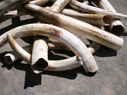 ivory-537x402