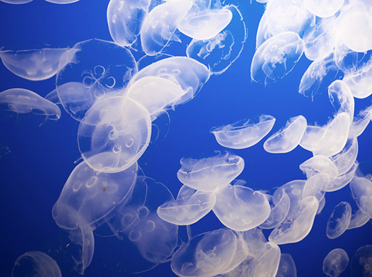 jelly