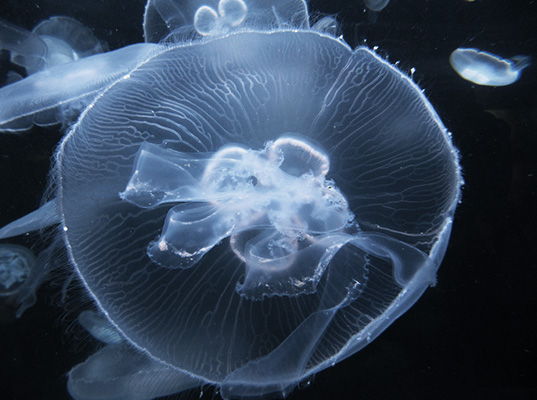 jelly2