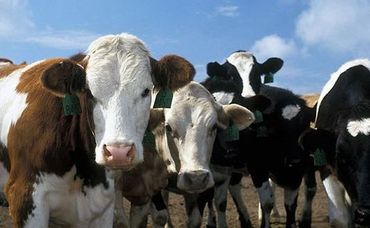meat-consumption-continues-to-rise-in-china-370x229
