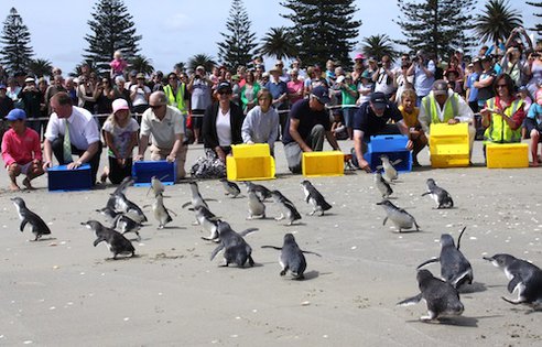 penguins