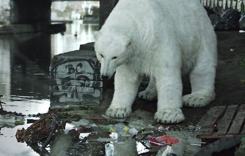 polar-bear-vid
