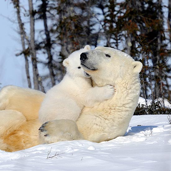 polar