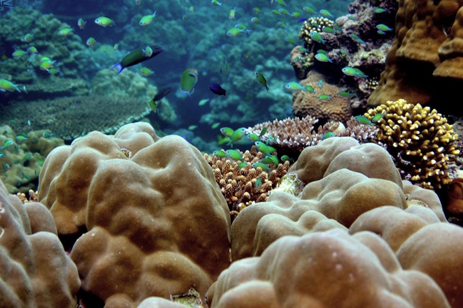 reef