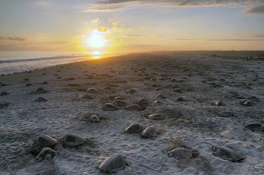 sea-turtles-nesting-537x356