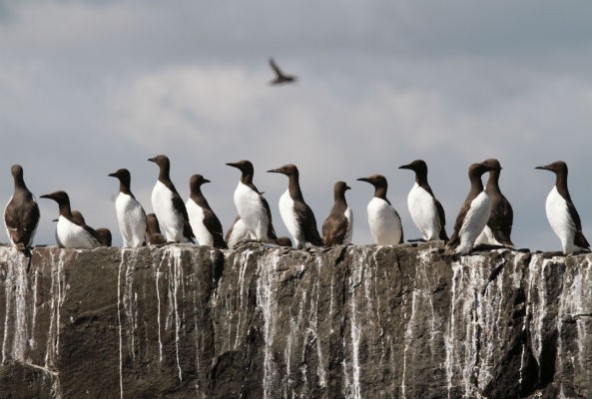seabirds-592x399