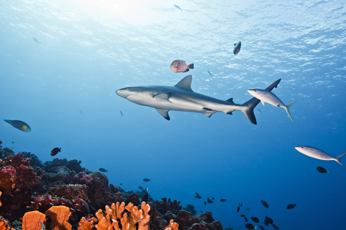 shark2