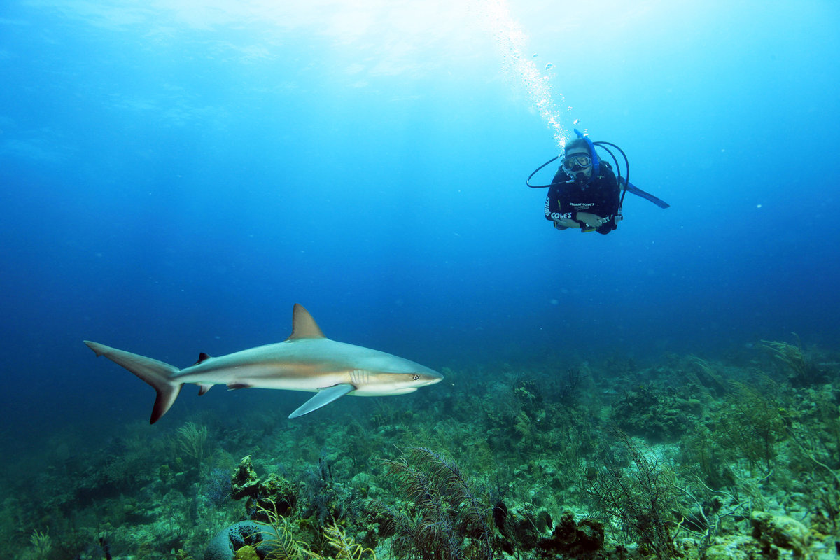 shark3