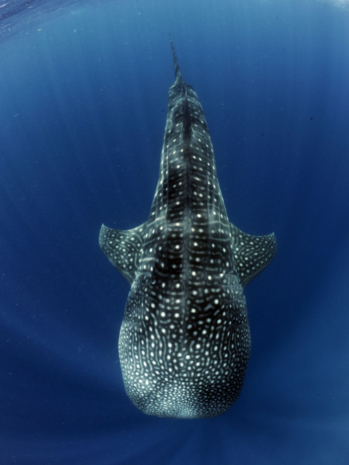 shark