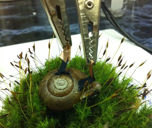 snail-charge-usb-biofuel-cell