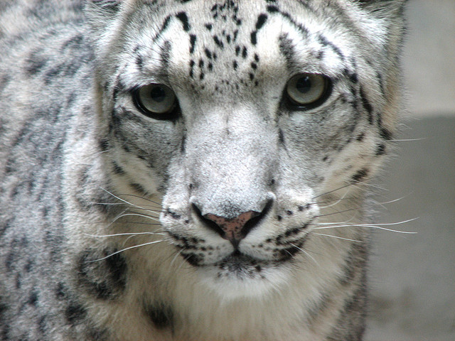 snowleopard