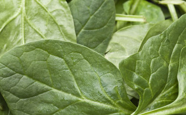 spinach-370x229