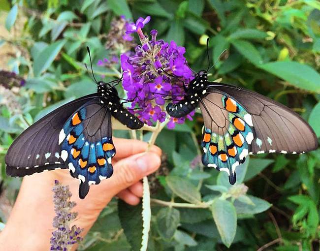 tim-wong-california-pipevine-swallowtail-butterflies-3.jpg.650x0_q70_crop-smart
