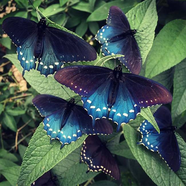 tim-wong-california-pipevine-swallowtail-butterflies-6.jpg.650x0_q70_crop-smart