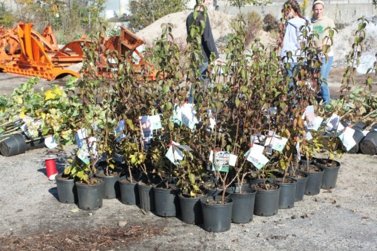 tree-giveaway-537x358