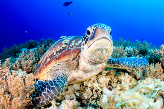 turtle