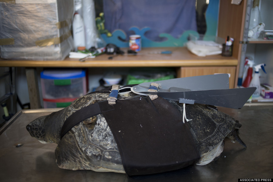 Mideast Israel Rescued Turtle