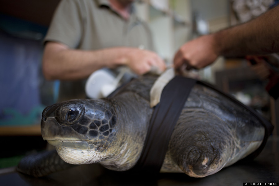 Mideast Israel Rescued Turtle