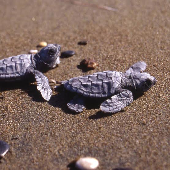 turtle