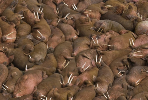 walruses-592x399