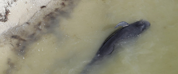 Beached Whales