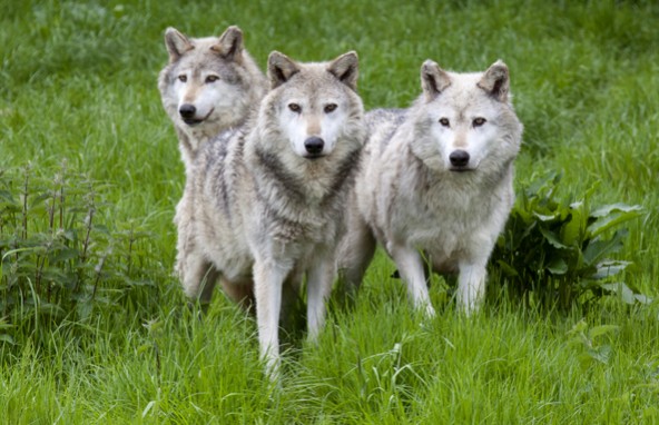 wolves