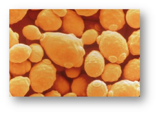 yeast_hr