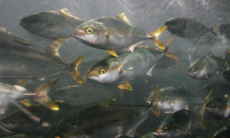 yellowtail_school_custom-50a330bdeb65996f73708ade1c02cb0b10ce9c85-s1300-c85